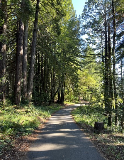 A narrow paved road through tall trees, blue skies in the distance 