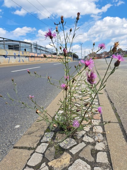 Eine prächtig blühende Flockenblume wächst aus einer Pflasterritze. Sie ist weit und breit von Asphalt & Beton umgeben. Es wirkt überraschend,  dass an dieser Stelle überhaupt etwas wachsen kann. 