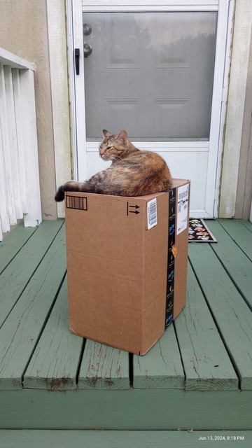 Brown Amazon package on the porch near the front door, a tortoiseshell cat lazily blinking on top of the box, looking off camera.