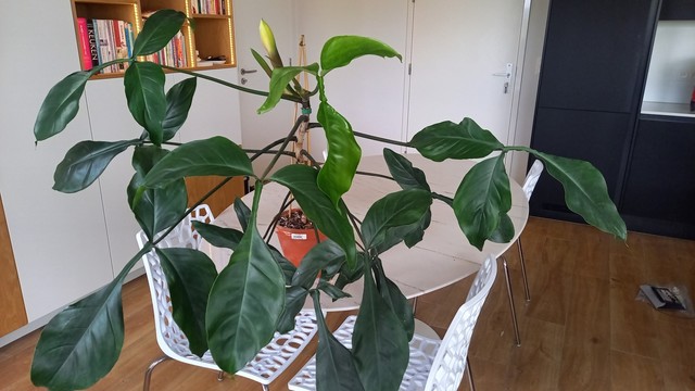 Philodendron houseplant with large leaves in a living room on a table. On top of the plant, a flower is visible that is just opening.