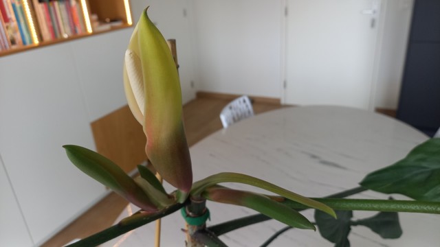 Close-up of a flower that is just opening. The flower is part of a philodendron houseplant, on top of a table in a living room.
