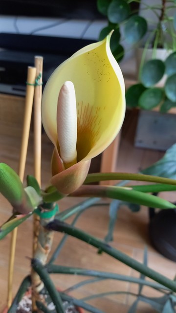 An opened flower on a philodendron houseplant. The spadix is cream-colored, the spathe is pale yellow, going more reddish towards the bottom.
Some unopened flowers are visible.