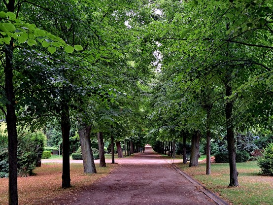 Eine lange Lindenallee mit einem breiten Friedhofsweg in der Mitte