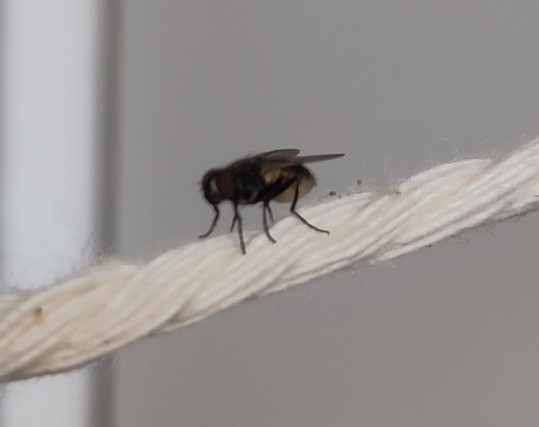 Eine Fliege sitzt auf einer Stoffkordel.