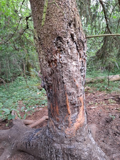 Ein Nadelbaum, dessen Rinde kreisrund stark verletzt und abgescheuert ist. 