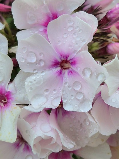 Weiß-rosa Phloxblüten mit Regentropfen