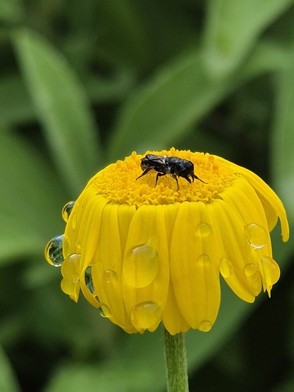 Ein Insekt ruht sich auf einer Färberkamille aus. Die Blütenblätter hängen nach unten und sind mit Regentropfen benetzt.