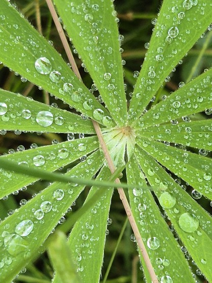 Kreisförmig angeordnete Blätter einer Lupine, mit Regentropfen benetzt. 