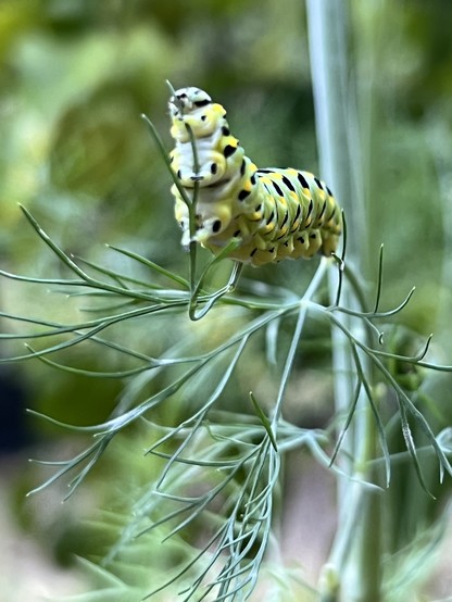 A swallowtail caterpillar eating a dill plant