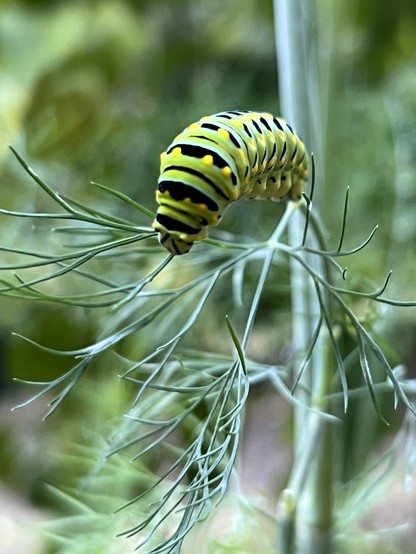 A beautiful swallowtail caterpillar, green with black stripes and yellow dots on a frilly dill plant. 