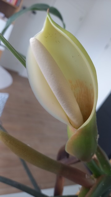 Close-up of the flower. The spadix is cream-colored. The spade is cream-colored on top, going reddish and greenish toward the bottom.