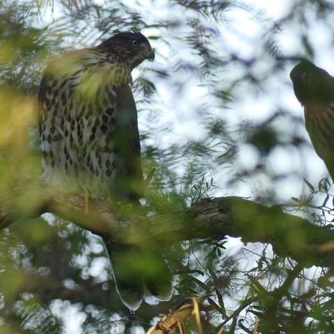 A gnarled pepper tree branch runs horizontally through the lower half of the picture, on the left side we see an entire hawk fledgling in the process of grooming and on the right the shadowy upper half of a second fledgling peering out at m. Pepper tree curtains are in the foreground and background shrouding the birds, creating various patterns