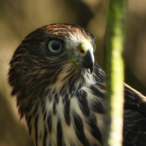 A close up head and shoulders view of one of the fledgling Cooper’s hawks, lurking behind a lichen coated pine twig. Big blue eyes, sharply curved beak and a good look at one nostril. The sun is just setting giving a warm tone to the photo.
