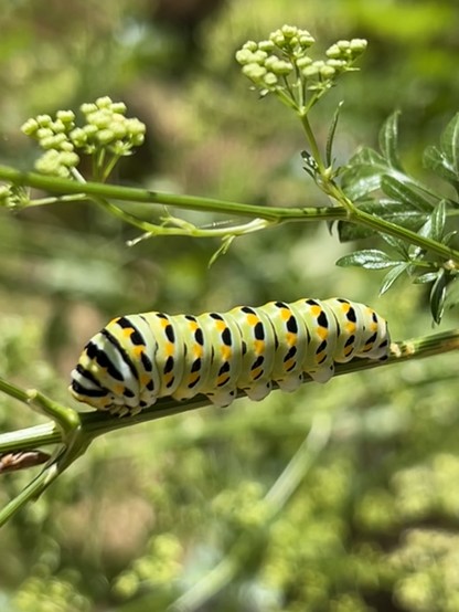 A swallowtail caterpillar, lime green with black stripes and bright yellow dots, on a parsley plant