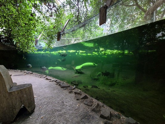 Eine lange, leicht gekrümmte Glaswand eines Aquariums durchzieht das Bild. Die Wand ist ca. 2 Meter hoch. Im Aquarium, das nur von oben durch Tageslicht beleuchtet ist, schwimmen große Fische und Seekühe. Vor dem Aquarium ein Stuhl mit Lehne aus einem Baumstamm gesägt.