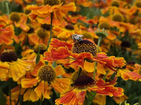 Eine Biene kriecht über die orange-rote Blüte einer Sonnebraut. Im Hintergrund viele weiter Blüten.