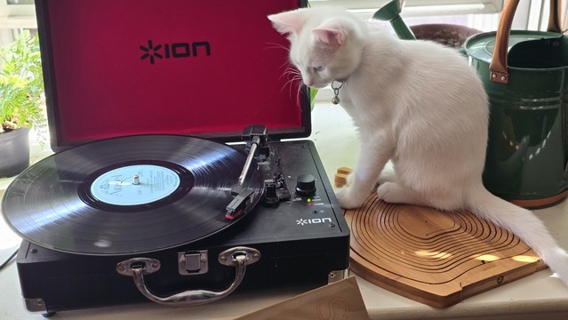A pure white kitten looking and listening to a vinyl record on a turntable.