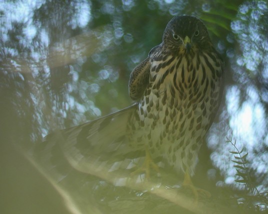 A juvenile Cooper’s hawk practices it’s moves in private. It faces the camera with its tail fanned out to the left side, it’s left foot raised and wings back. The hanging pepper tree fronds create scribbles and patterns around the edges.