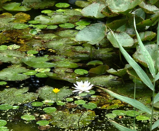 Zugewachsener Teich mit Seerosen und Wasserlinsen. Eine einzelne Seerose blüht weiß.