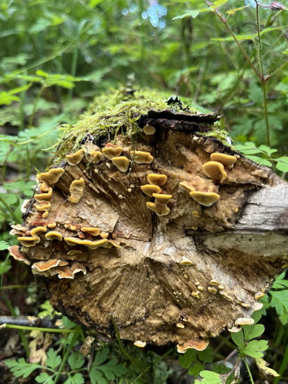 A photo of a end of broken tree stump, medium-sized. Several yellow small fungi are growing out of the wood. On top, green moss is visible. Blurry green background with leafy forest foliage 