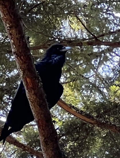 A black raven on a tangle of branches of a redwood tree. Blue skies behind. 
