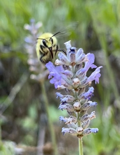 A little, yellow bee with big black eyes on a lavender stalk