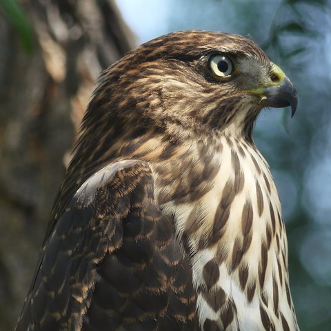 A close up of a juvenile Cooper’s hawk upper half, in profile. It’s resting contentedly after an apparent meal, a morsel of which is poking out the side of its beak. The trunk of the pepper tree raises behind and some blue sky peeks out behind the hanging fronds.