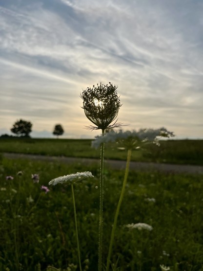A close-up of a flower silhouetted against a setting sun, with a road and trees visible in the background under a partially cloudy sky.