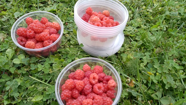 Freshly picked raspberries in small freezer containers. 
