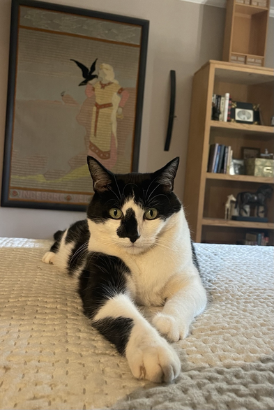 Black and white tuxedo cat staring at the camera.