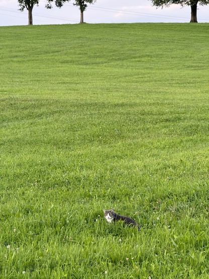 A grey cat in a green field