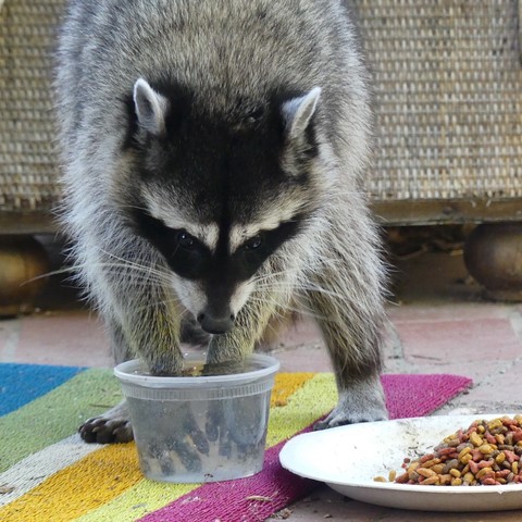 A mamma raccoon stands on a colorfully striped door mat with a plate of kibble next to her. She’s facing the camera standing on her back feet as she happily plunges her front paws into a clear container of water where they are magnified to look larger. An old chest sits behind her.