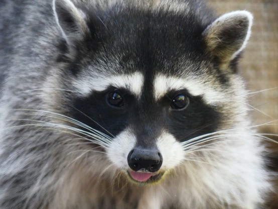 The head and shoulders of a female raccoon. She gazes straight into the camera with a look of relief and gratitude as she begins her meal. The tip of her pink tongue pokes out and her nose is wet.