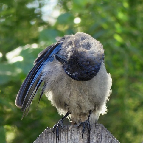 A cute little California scrub Jay sits on a fence post facing the camera, his head is craned upside down as he grooms under his partially outstretched, very blue wing. The scrub jays stayed mostly away for a month while the yard was full of hawk fledglings and they are visibly happy that they are now the king yard-jerks again!