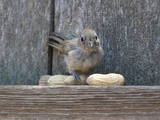 A juvenile oak tit on a fence rail grasps a peanut with its foot but is unsure how to proceed properly. It’s not that easy, the peanuts keep rolling away. The little bird was chirping for assistance from an adult but received only cheerleading in return.