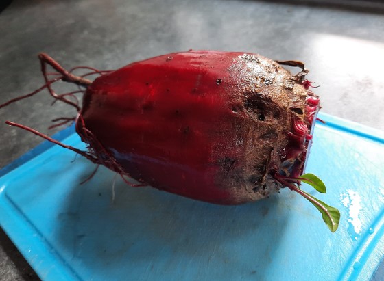 Pretty huge red beet