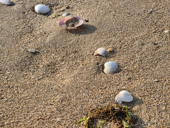 Muscheln in einer Reihe am Strand. 