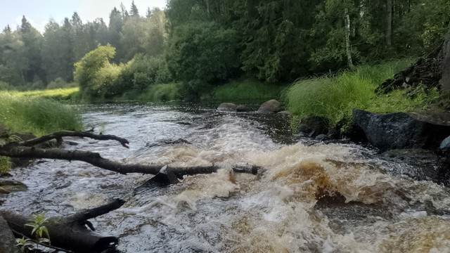 A small rapid in a river. Grass and trees on the riverbanks. Summer evening.