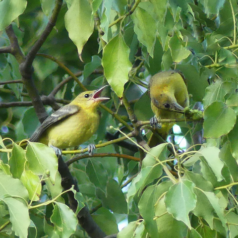 A female Hooded Oriole and her fledgling are visible through an opening of a leafy tree. Perched on thin twigs, the mother (on the right) is pulling on a mantis she holds under her foot while the fledgling sits on the opposing twig, beak wide open.