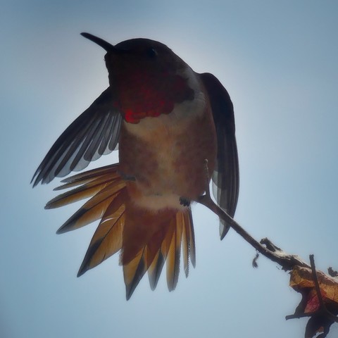 A male Allen’s hummingbird cuts a striking figure in the afternoon sun. Perched on a jutting twig of bougainvillea, he faces the camera with tail fanned and wings partially spread. He’s almost silhouetted by the backlight but the sun shines through his tail and wings illuminating them. We see a touch of ruby red iridescence on his gorget while the rest of his face is in shadow.