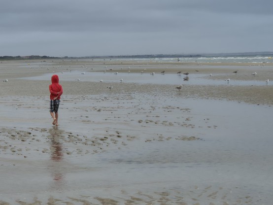 Weitläufiger Strand. Es ist Ebbe und Möven picken im Schlick. Ein Kind im roten Hoodie ist der einzige menschliche Besucher.