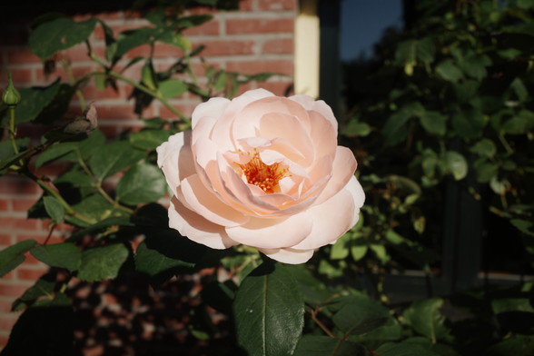 A beautiful pink rose in the sun