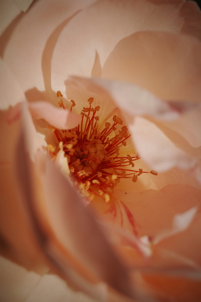 A close up of the petals inside of a pink rose