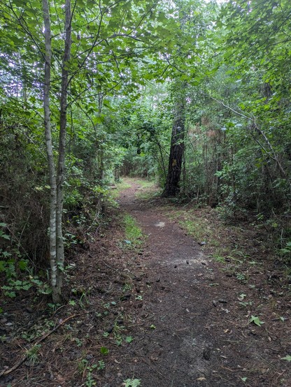 trail through woods