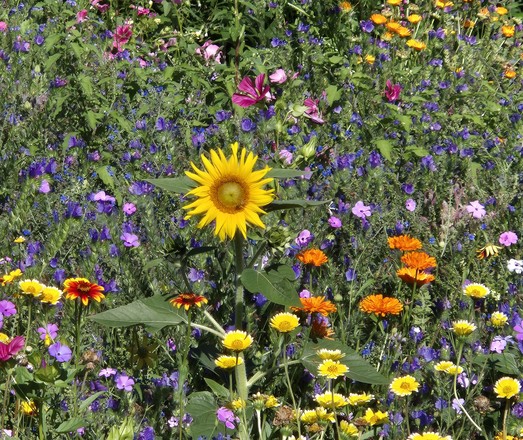 Blühende Wiese mit Blumen in allen möglichen Farben. Zentral im Bild eine Sonnenblume.