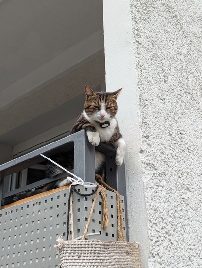 Eine Katze liegt auf dem Geländer eines Balkons und schaut skeptisch auf die Straße