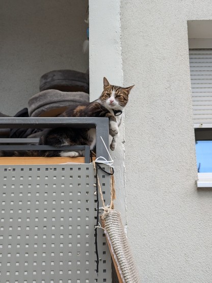 Eine Katze liegt auf dem Geländer eines Balkons und schaut skeptisch auf die Straße