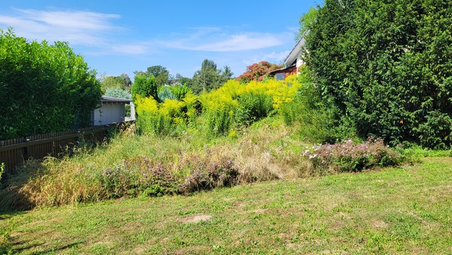 Ein Garten im Sommer. Vorne Rasen, dann eine Wildwiese. Dahinter eine Reihe Goldruten. Der Himmel ist blau, leicht bewölkt.