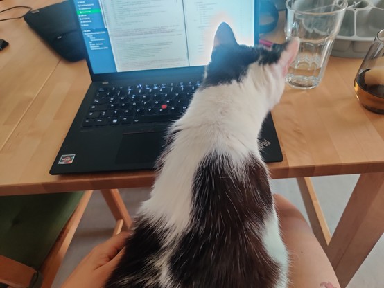 Kater von hinten vor einem Laptop mit Overleaf auf meinem Schoß 