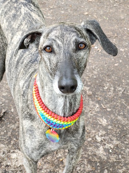 Sloughi Sarai schaut in die Kamera, sie trägt ein Regenbogen-Halsband aus Paracord und die passende Marke dazu.